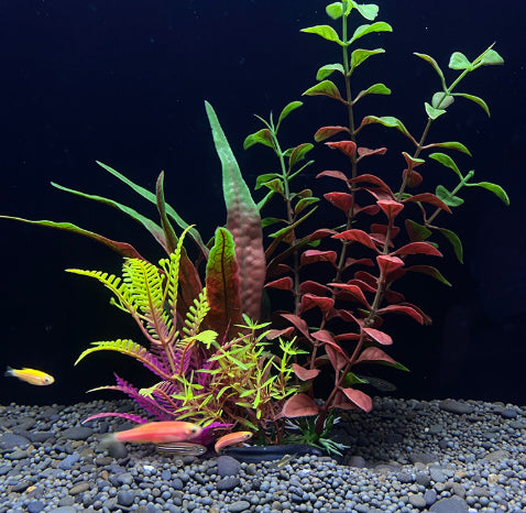 variant image